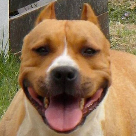 Niky - Femmina - American History X Kennel
