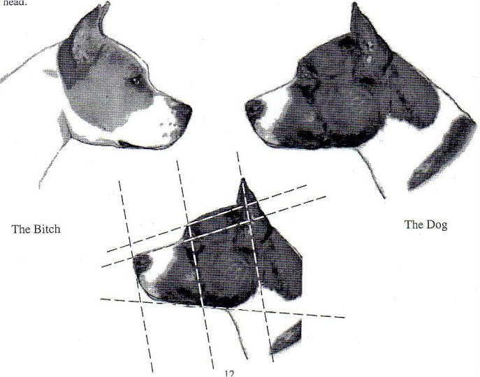 Testa American Staffordshire Terrier - standard